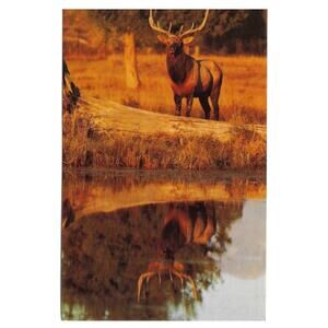 Yellowstone National Park Elk Postcard Unposted